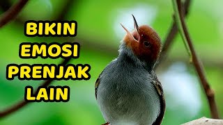 SUARA MERDU PRENJAK KEPALA MERAH GACOR | COCOK BUAT MASTERAN & PIKAT PRENJAK TAMU