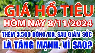 Giá tiêu hôm nay 8/11: thêm 3.500 đồng/kg, sau giảm sốc là tăng mạnh, vì sao?