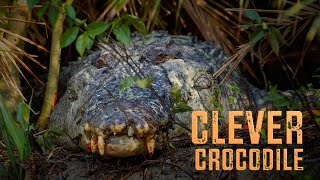 #clever #Crocodile camouflages with twigs | 4KUHD | #nature #wildlife #india #travel #explore