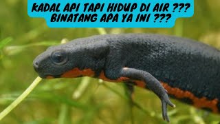 KADAL API TAPI HIDUP DI AIR??? Kadal Perut Api ( Fire Belly Newt )