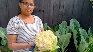 Cauliflower fried rice Kerala style/Gobi rice/ Cauliflower rice