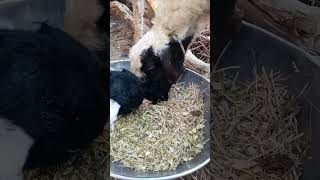 Milking samll baby of sheep. #trending #viralvideo #youtubeshorts #shorts #sheep