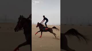 الوقوف على ضهر الخيل🐎🔥