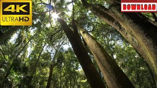 🎁4K Rainforest jungle wilderness natural ecosystem environment cinematic | DAILY NATURE FOOTAGE