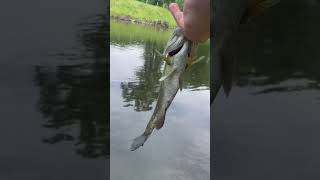 Second small mouth bass of the day one and a half or 2 pounds ￼