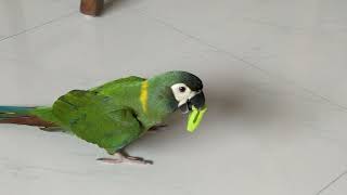 Cutest pet parrot plays fetch like a dog | Pneuma, the Yellow Collared Macaw  plays tricks!