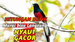 murai batu gacor AMPUH buat pancingan MURAI BATU bunyi jadikan burung Murai gacor EMOSI NYAUT❗#05