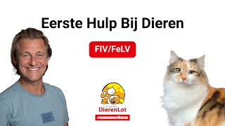 Wat is FIV (kattenaids) en FeLV (kattenleukemie)?