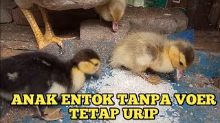 PAKAN ANAK ENTOK TANPA VOER