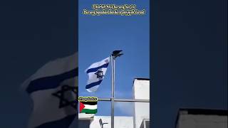 Masya Allah Se ekor burung liar berusaha menjatuhkan bendera Israel #savepalestine #freepalestine