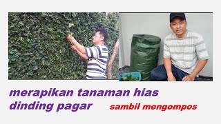 *MERAPIKAN TANAMAN HIAS DINDING PAGAR*