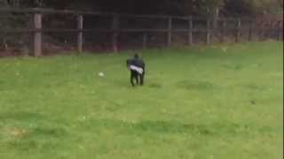 Flat coat Retriever Merry & Twiggy Lowland Sheep Dog.