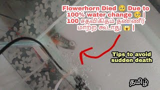 Flowerhorn Died 🥺 Due to 100% water change 🥺 | 100 சதவிகிதம் தண்ணீர் மாற்ற கூடாது 😱 |