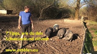 7 Tipps, wie du den Schweinehund zähmst