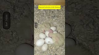 A Rainy Day With Cockatiel Chicks | Early Days Survival | Solution | @FLAME-U Melody Life |