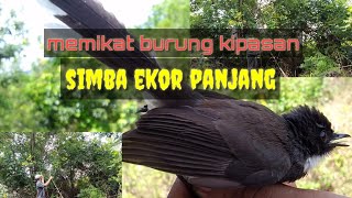 MEMIKAT BURUNG KIPASAN EKOR PANJANG