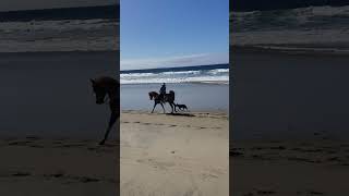 Riding a Stallion on the beach - San Diego lifestyle! 🏡