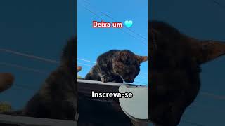 #petshop #pets #shortsviral #gatinho #viralvideo #gatos #gatofofos#edit #crianças#feedshorts #memes