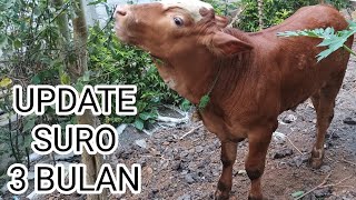 Pedet Suro Usia 3 Bulan || #sukarnofarm #pedetsuper #sapi #sapilucu #sapisimental