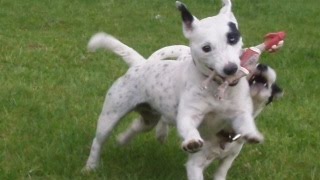 Jack Russell's Jack & Ruby.