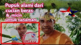 Pupuk alami dari cucian beras & Micin untuk tanaman buah buahan.