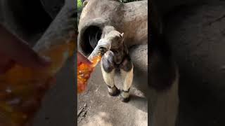 Landon New Video Viral  | Ant Eater Breakfast