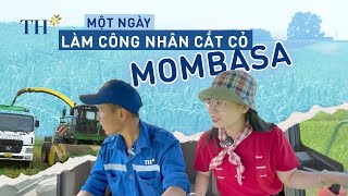 Trải nghiệm một ngày làm việc của công nhân cắt loài cỏ hiếm Mombasa