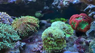 Cyano and flow problems