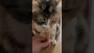 She likes ice cream #cat #catvideos #funny #catlover #icecream #food