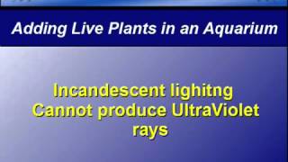 Aquarium Start-Up Tip - 1 - Live Plants in the Aquarium