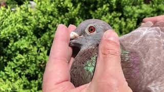 „Goede Rode Rossi“, Original Stefaan Lambrechts, Breeder at www.mvn-pigeons.com