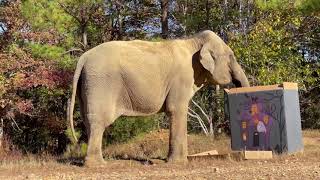 The Elephant Sanctuary | Sissy's Halloween