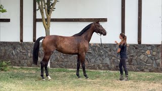 Not for sale. Mare Tafty by Totilas - Fürstenball *2022, 2 y.o., 168 cm, dressage, Oldenburg