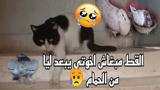 القط مبغاش  يبعد ليا من الحمام 😥😥عطيوني شي حل اخوتي حيت مباغيش نآديه +توليعة فالحمام لي بقا ليا