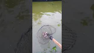 Ikan Lelenya Sebentar Lagi Panen #videoshorts