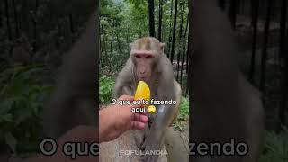 #animaisfofos #animais #animals #fofo #cuteanimals #animaisengraçados #funny #animal #cute