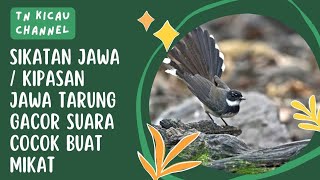 Suara SIKATAN JAWA / KIPASAN JAWA TARUNG GACOR SUARA COCOK BUAT MIKAT