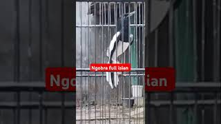 burung Kacer ngobra full isian #shortvideo #kacer #kicaumania #kicauanburung #birds