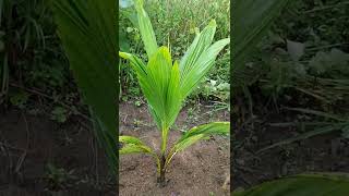 Kebun kelapa genjah entog umur 11bulan.