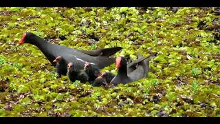 GALINHA-D'ÁGUA, (Gallinula galeata) jaçanã-galo, galinhola, Gallinula galeataome, Common Gallinule