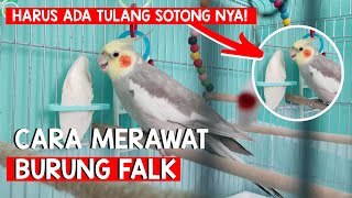 Cara merawat burung falk