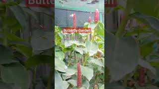 Butterfly Garden In Bohol#shortvideo #garden #butterfly