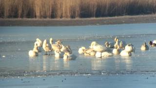 Cygne de Bewick (Cygnus columbianus bewickii) en Champagne-France