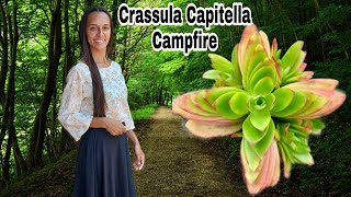 Crassula Capitella Campfire #  Dicas de Cultivo