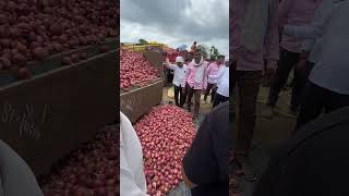 Nashik Onion Market - Onion Rates