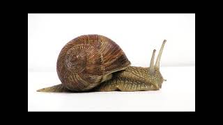 Part 2: Misconceptions About The Snail. What You Need To Know.