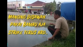 Mancing Ikan di Sawah Pakai Bambu saja Dapatnya Banyak