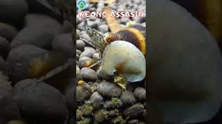 Pasukan Pembasmi Keong Hama Yang Efektif #aquascape #aquarium #aquascaping #ikanhiasairtawar