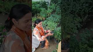 Aaj main gayi apni favourite jagah par 🥰 #ytshorts #garden #kitchengarden #plants #nature #visiting