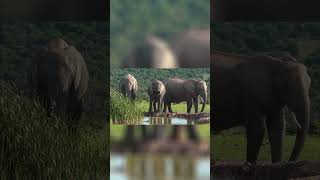 Elefante Africano - como funciona a Hierarquia de uma Manada?